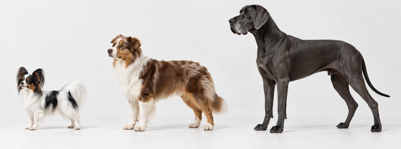 Illustrative Größenbeispiele mit unterschiedlichen Fellfarben: Papillon, Australian Shepherd und Deutsche Dogge
